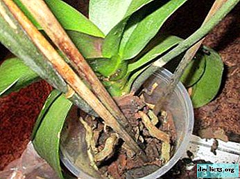 How to save an orchid, which has dried roots - we understand why this happens and what to do