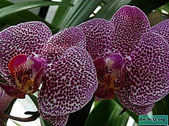 Como salvar o pescoço da podridão cinzenta e das raízes e se as raízes da orquídea phalaenopsis apodrecerem?
