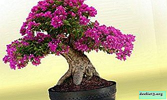 Kako narediti bonsaj iz azaleje z lastnimi rokami? Miniaturno gojenje in nego dreves