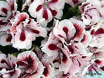 Kako skrbeti za Grandiflora pelargonium doma?