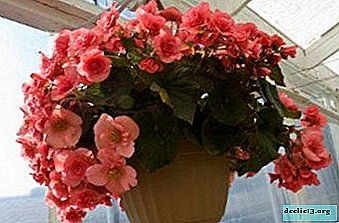 How to care for ampelic begonia?