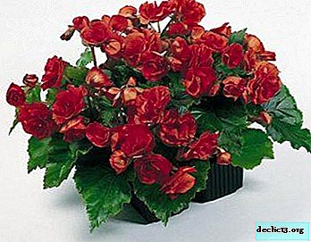 Kako skrbeti za Begonia Elatior, tako da razveseli oko tudi pozimi?