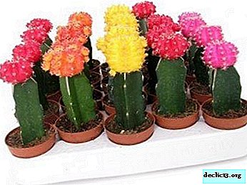 How to care for a prickly handsome man? We breed Mikhanovich's hymnocalicium at home