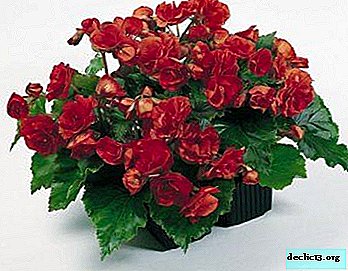 How to care for room begonia in a pot?