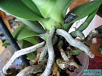 Phalaenopsis'in kökleri nasıl korunur?