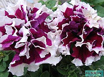 How to care for terry petunia? Features and photo varieties