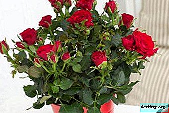How to grow a beautiful and healthy rose at home? Potted tree care tips