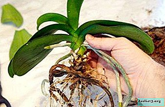 How to choose a pot for transplanting orchids at home and what you need to know about the procedure?