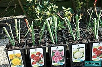 How to choose high-quality seedlings of roses and get chic plants from them?