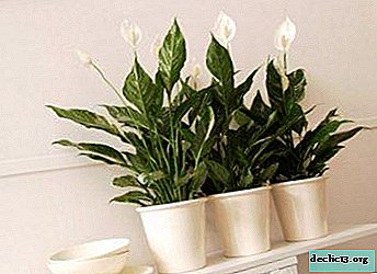 How to choose a suitable pot for spathiphyllum?