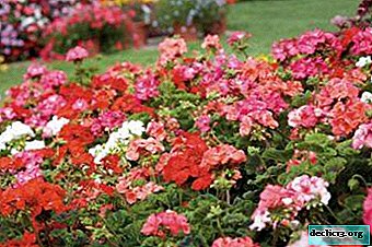 How to choose grassy plants for open ground - gray geranium