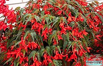 Apa rupa Begonia Bolivia: gambar tumbuhan. Kaedah penanaman, penjagaan dan pembiakan