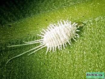 What does the mealybug look and how dangerous? Pest Management Methods