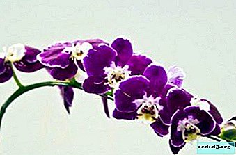What does a lilac orchid look like and what kind of care is needed for it? Plant photo