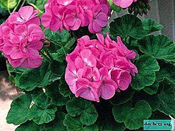 What do geranium seeds look like in the photo and how to collect them at home? - Home plants
