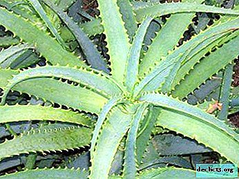 How to cure tuberculosis? Healing composition of aloe, honey, cocoa and butter