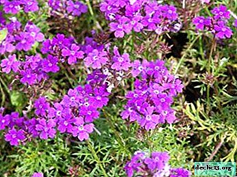 How to grow a grassy plant for open ground finely divided verbena?