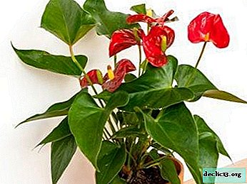 How to grow anthurium from cuttings at home? All about the vegetative method of propagation of a flower