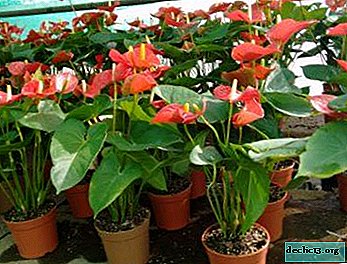 How to grow anthurium from seeds, what care is needed for the flower and what to do if it does not take root?