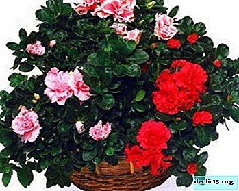 How to grow azalea from seeds at home?
