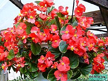 How to grow bush begonia? - Home plants