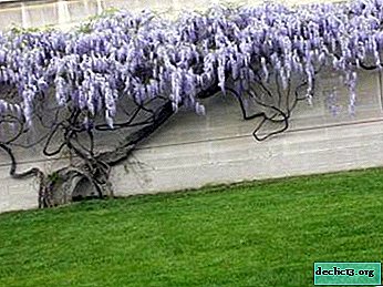Jak pěstovat dekorativní čínské wistárie na zahradě a doma? Fotografie z květin, výsadby, reprodukce a péče