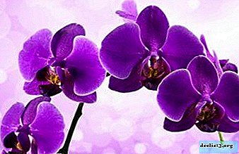 Wie man eine lila Orchidee züchtet: Pflege und mögliche Probleme
