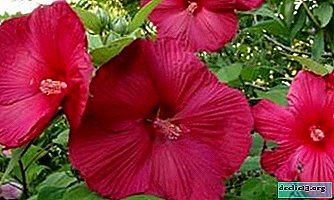 How to grow marsh hibiscus: important rules for care, pruning and transplanting for plentiful flowering