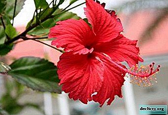 How to grow hibiscus from seeds at home?