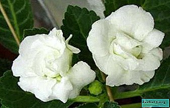 How to grow gloxinia White Terry at home?