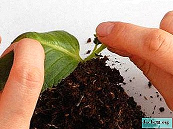 Wie man Gloxinia aus einem Blatt züchtet?