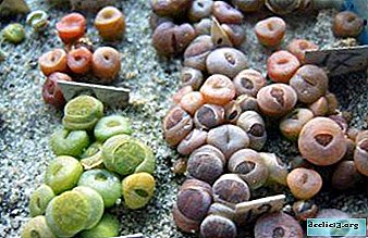 How to grow lithops from seeds at home?