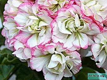 How to plant, care for and propagate the pelargonium of April Snow? Possible pests and diseases