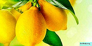 Ako citrón ovplyvňuje telo a pomáha pri chudnutí? Ako používať výrobok?