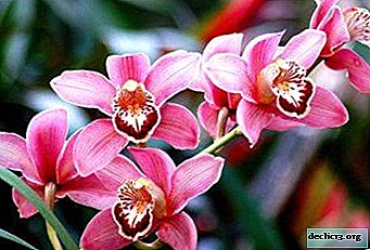 How does fertilizer for orchids affect their appearance and growth?