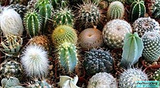 How to protect your favorite cactus from diseases and pests? Diagnosis, treatment and prevention tips
