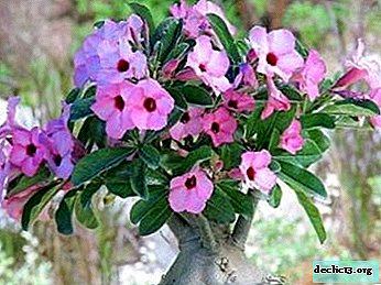 How to make adenium bloom at home? Why are there no buds and what kind of care does the plant need?