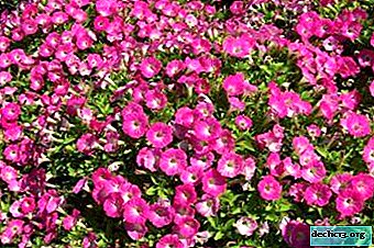 What are the diseases and pests of petunia? Methods of dealing with them
