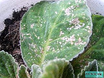 What are the diseases of the leaves in gloxinia and how is the treatment carried out?