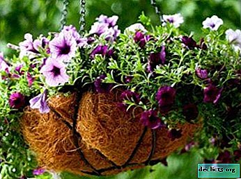 What are the hybrids of petunias? Their description and features
