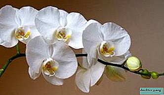 What diseases of the phalaenopsis orchid on the leaves exist, why arise and what to do with them?