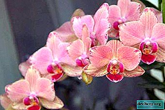 What colors of orchids exist in nature, and which are created artificially? Common colors