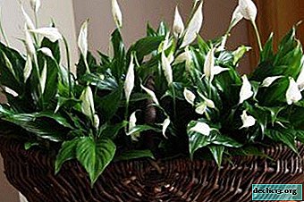 What are the diseases of spathiphyllum? Diagnosis, treatment