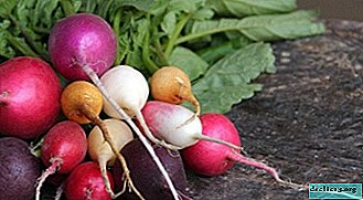 Quais são as variedades de rabanete? A importância da escolha certa, descrição e foto das variedades de vegetais