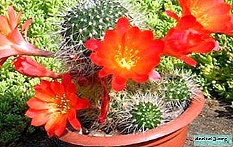 Lequel des cactus fleurit et lequel ne donne pas de boutons? Description et photos, conseils pour les soins à domicile