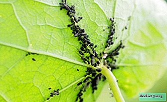 What crops the aphid attacks and what feeds: all about the diet of a dangerous pest