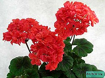 What are the basic rules for planting pelargonium bolds, care and reproduction? Pest and Disease Control