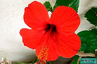 What varieties of hibiscus bloom and when? How to care for the plant at this time?