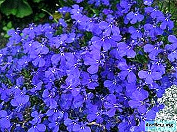 What varieties of lobelia are suitable for planting in the open ground? Photos and rules for plant care