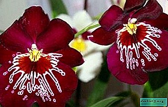 What varieties of orchids are unusual? Photo and description of flowers